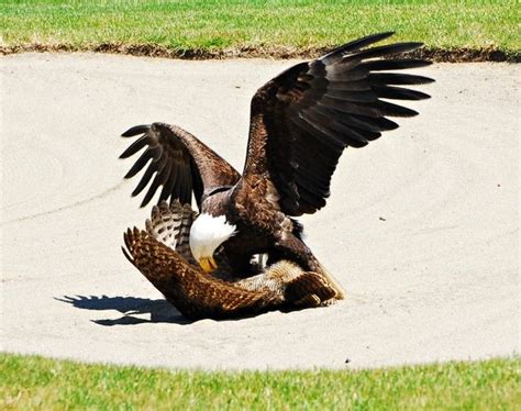 Clash of Titans: a Bald Eagle battling a Great Horned Owl on a golf ...