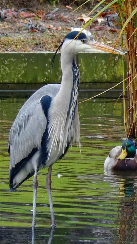 Ardea cinerea - Linnaeus, 1758 - (Ardeidae) - Héron, héron cendré