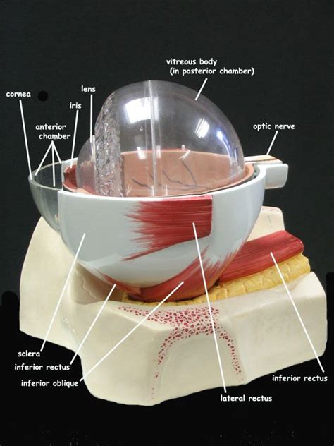 Sclera Anatomy