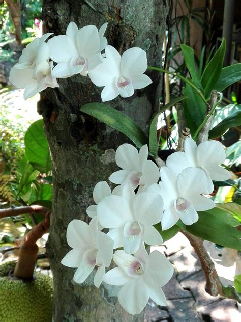 Dendrobium orchids | Growing orchids, White dendrobium orchids ...