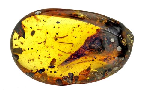 Skull of Smallest Dinosaur Discovered in Amber - The New York Times