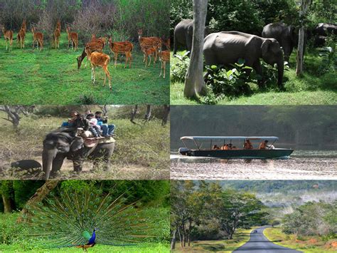 Bandipur National Park | animals, tours, tiger, map | single horned ...