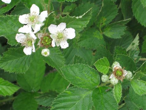 wild blackberry plants - Google Search | Цветы