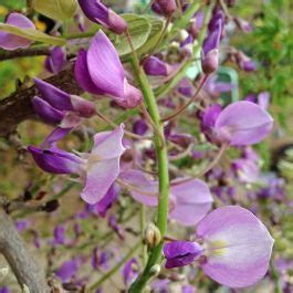 Wisteria floribunda (Royal Purple) - Zone 6 Plants - Forestfarm.com