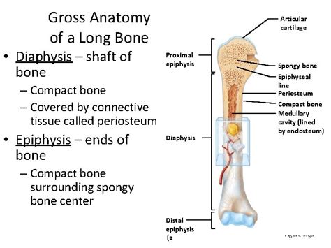 The Skeletal System 1 The Skeletal System Parts