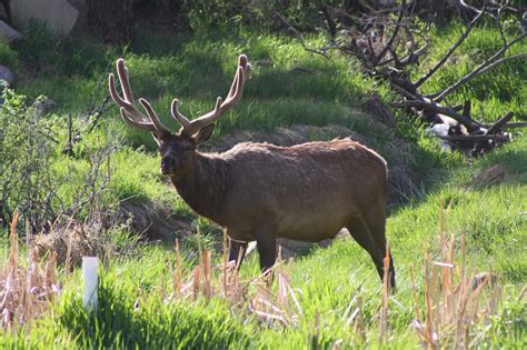 Welcome to the Garden Spot: Fav Photos Part 2: Colorado Wildlife