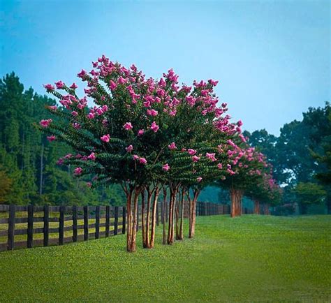 Crape Myrtle Varieties and Guide | The Tree Center™