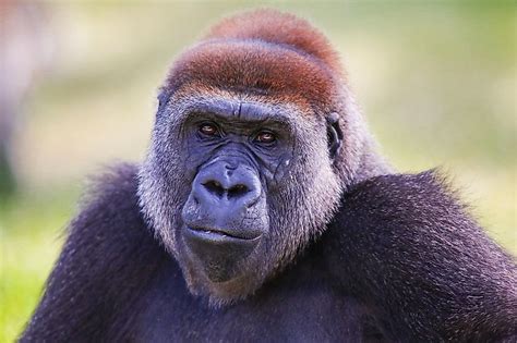 10 Animals Found In Cameroon - WorldAtlas