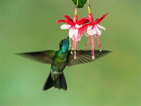 Hummingbirds in Virginia: 8 Different Species You Can Find in This State