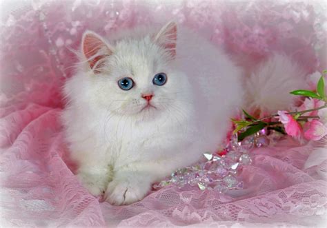 Persian Kittens Wallpaper