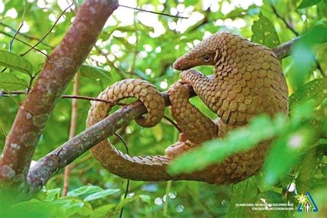 Palawan Pangolin - Philippine Wildlife Art