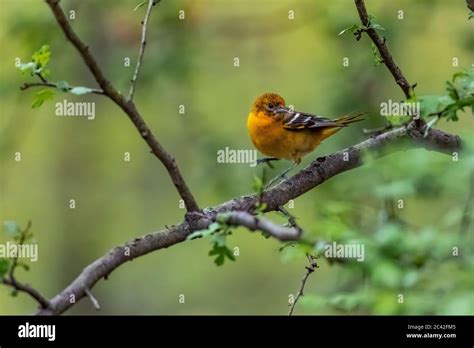 Baltimore Oriole, Icterus galbula, female coming to a grape jelly feeder in spring in central ...