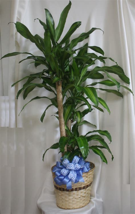 Funeral Plants | Blooming & Green Plants for Funerals