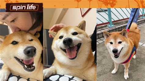 Cheems, the popular Shiba Inu meme sensation, passes away