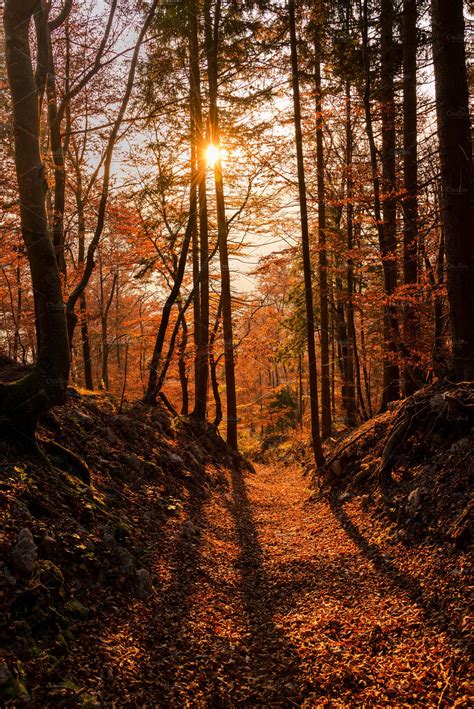 Autumn forest at sunset stock photo containing ajdna and autumn ...