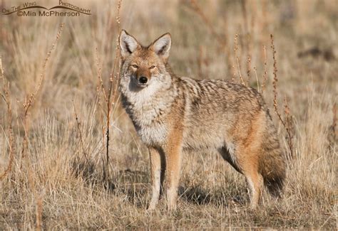 An estimated 400,000 Coyotes are killed a year - Mia McPherson's On The Wing Photography