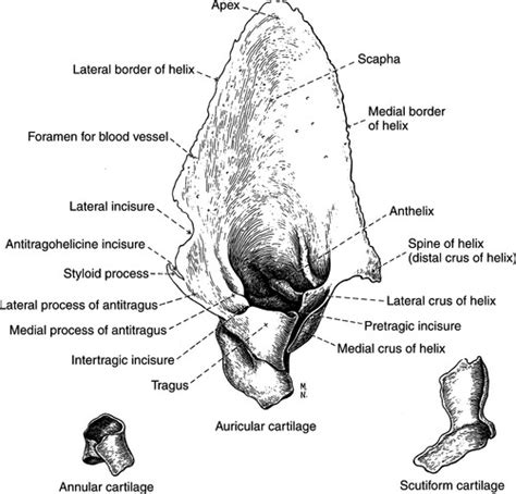 Dog ear anatomy - what is the "chonca" equivalent in a dog ear? : r/dogs