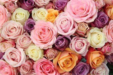 Pastel Roses Wallpapers - Top Free Pastel Roses Backgrounds ...