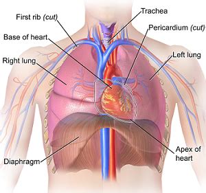 Diaphragmatic Hernia: Symptoms & Treatment | Study.com