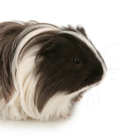 Silkie Guinea Pigs - A Complete Guide To A Beautiful Breed