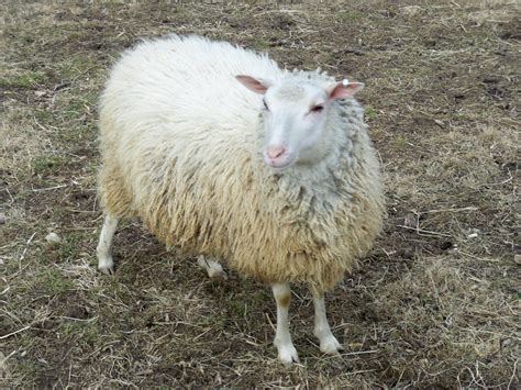 Finnsheep | Maryland Sheep and Wool Festival