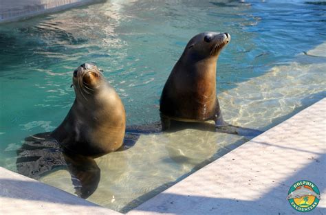 Some of our sea lions catching some rays at Dolphin Encounters, Blue ...