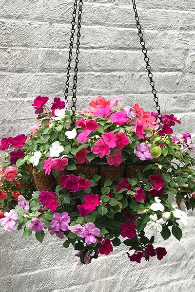 Shade-Loving Outdoor Plant For A Flower Hanging Basket - My Growing Creative Life