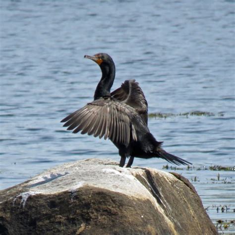 By the Sea – In still moments by the sea life seems large-drawn and simple. ~ Rolf Edberg