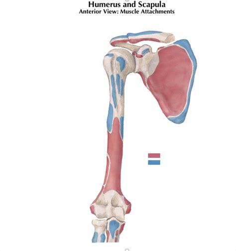 Humerus Muscles Origins and Insertions Diagram | Quizlet