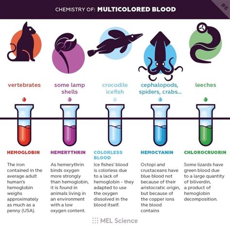 HEMOGLOBIN HEMERYTHRIN HEMOCYANIN CHLOROCRUORIN The iron As hemerythrin Ice ﬁshes‘ blood Octopi ...