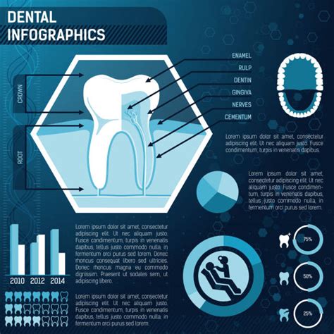 Royalty Free Bicuspid Tooth Clip Art, Vector Images & Illustrations ...