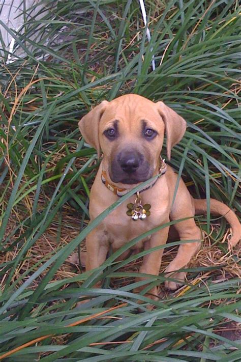 mountain cur puppies for sale - Satisfy Forum Slideshow