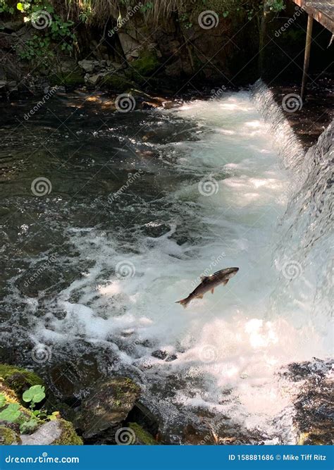 Sockeye Salmon Jumping Up a Waterfall Stock Photo - Image of fish ...