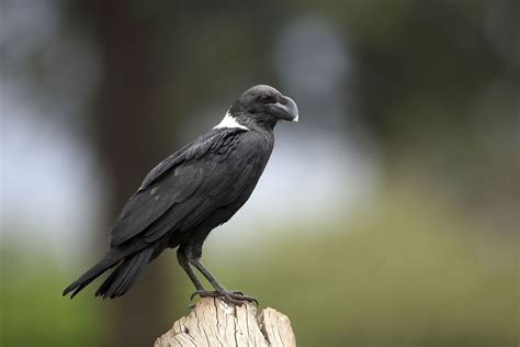 White-necked Raven, E/S Africa | Raven, Character inspiration, Jackdaw