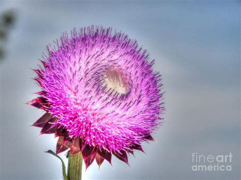 Idaho Flower 2 Photograph by Janna and Kirk Davis