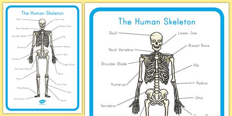 Human Skeleton Labelling Sheets (l'insegnante ha fatto)