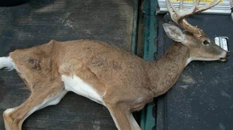 First-ever known case of 'ZOMBIE' deer disease confirmed in Yellowstone ...