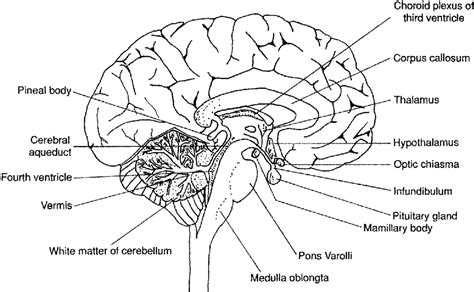 12 Best Images of Human Brain Diagram Worksheet - Human Brain Anatomy ...