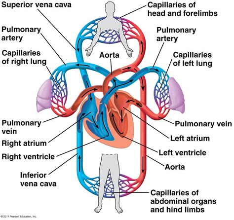 SCEINCE IN HUMAN BODY: Mammalian Cardiovascular System