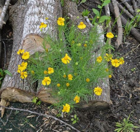 texas wildflower identification - Google Search | Wild flowers, Texas ...