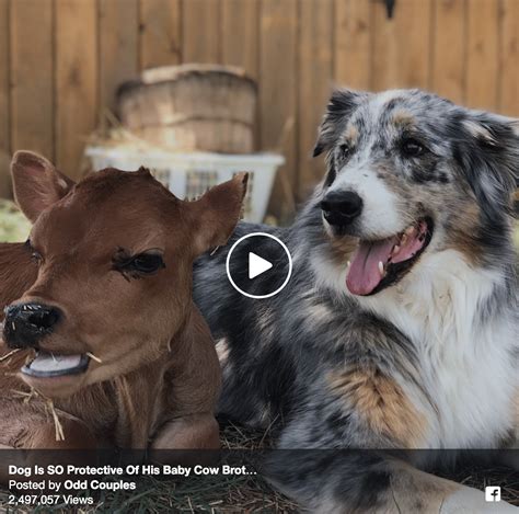 Dog and Cow are Best Friends | Dogs, Baby cows, Amazing dog stories