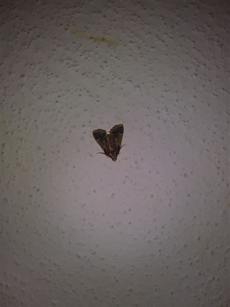 Why Do I Have Moths In My Bedroom - Bedroom Poster