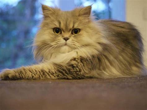 How to Earn Money through Persian Cat Breeding