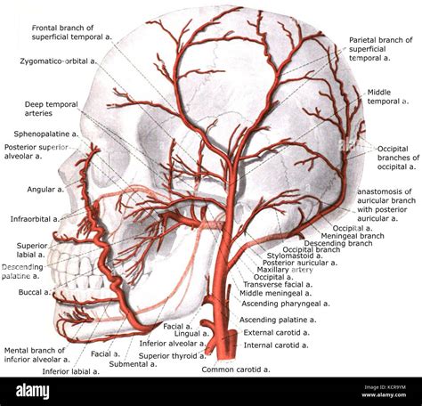 External carotid artery with branches Stock Photo: 162781912 - Alamy