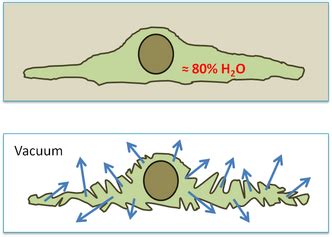 Biological sample preparation overview - Biological Electron Microscopy