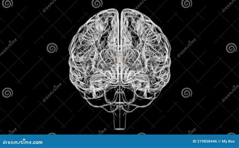 Brain Interventricular Foramen Anatomy for Medical Concept 3D Stock Illustration - Illustration ...