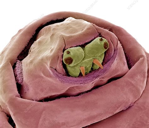 Maggot head, SEM - Stock Image - C014/1450 - Science Photo Library