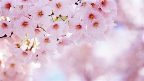 Pink Cherry Blossom Wallpapers - Top Free Pink Cherry Blossom ...