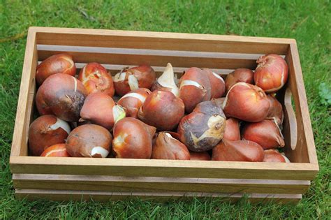 Guide to Fall Bulb Planting: What to Plant, When and How - Lawnstarter