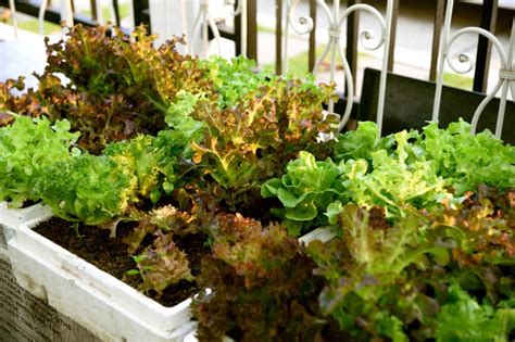 Growing Lettuce in Containers is as Easy as Pie